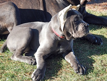 old world cane corso willow